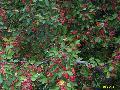 Beverly Crabapple / Malus 